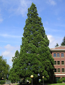 14. Giant sequoia  