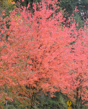 18. Red maple  