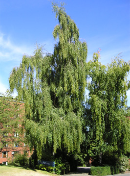 9. Weeping birch  