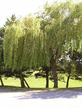 6. Weeping willow  