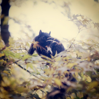 Black 'ninja' squirrel