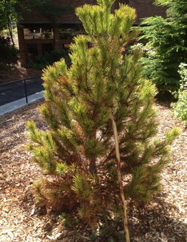 16. Bosnian pine 