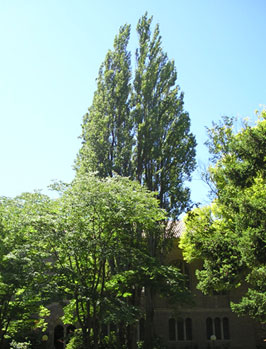 2. Lombardy poplar  