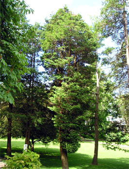 12. Sawara cypress 