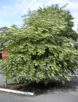 7. Snowbell tree  