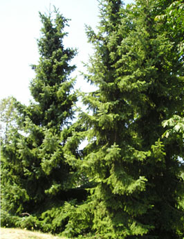 5. Serbian spruce  